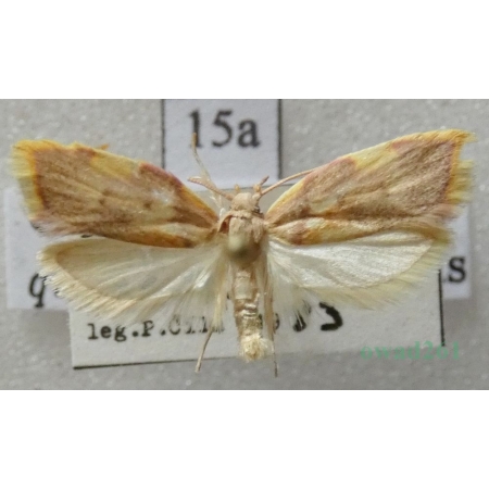 Carcina quercana (Fabricius, 1775) Czech16a